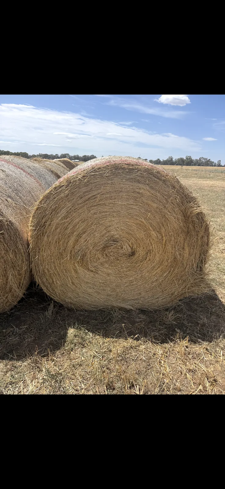 Native Pasture Unsown grass 5x4, Farm Direct