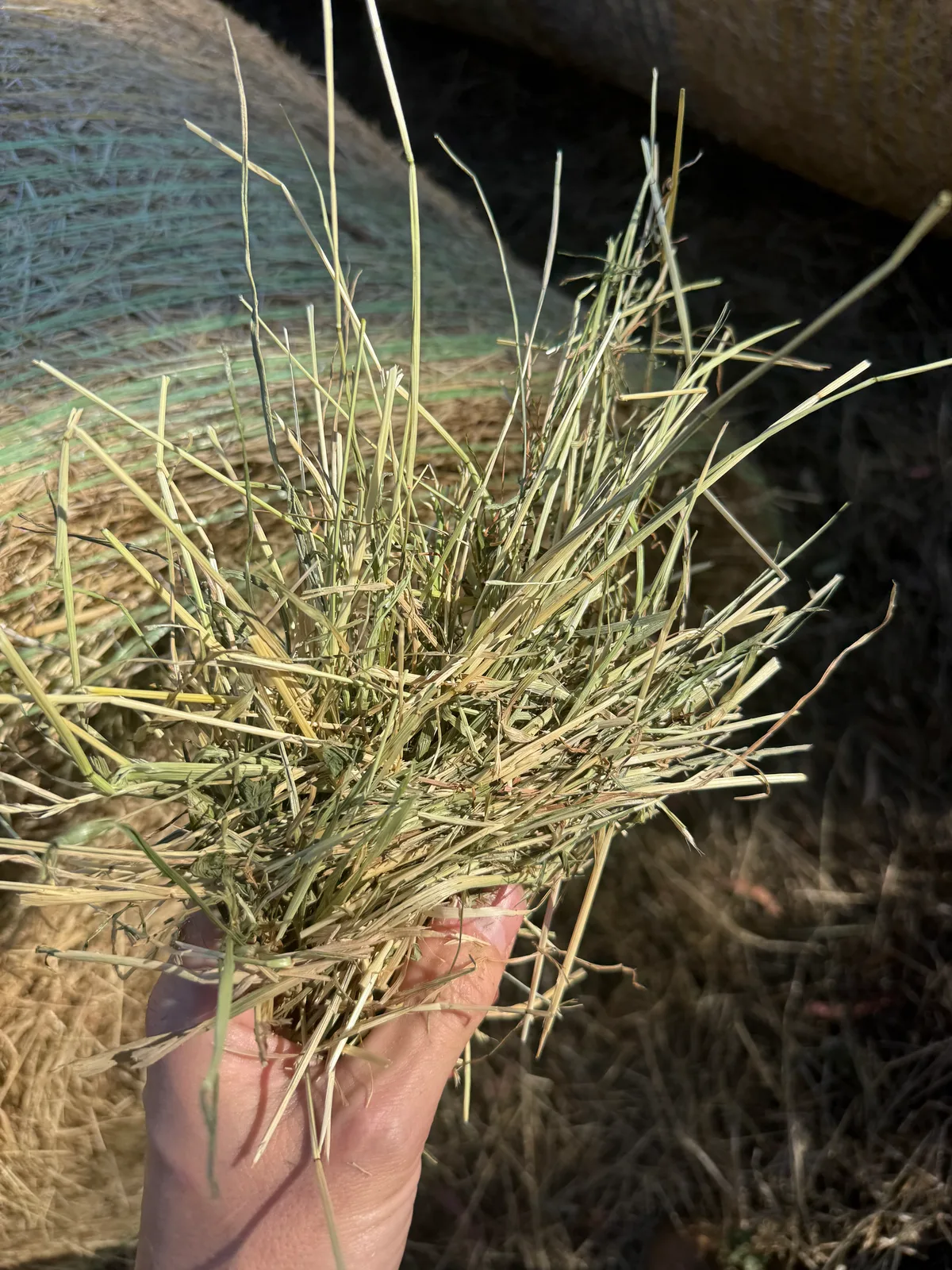 Rye Grass Roll 4x4, Farm Direct