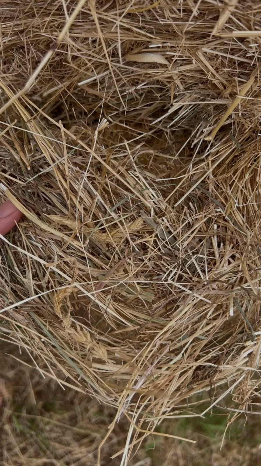 Shedded Mixed Pasture 5x4, Farm Direct