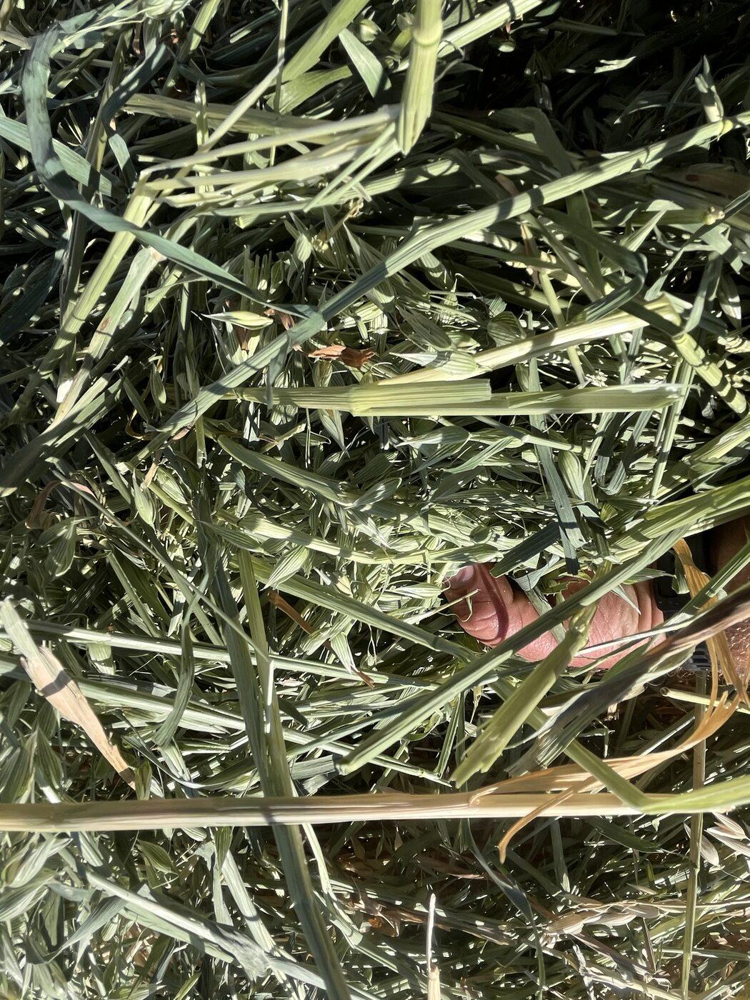 Oaten / Vetch Mix Hay, Farm Direct