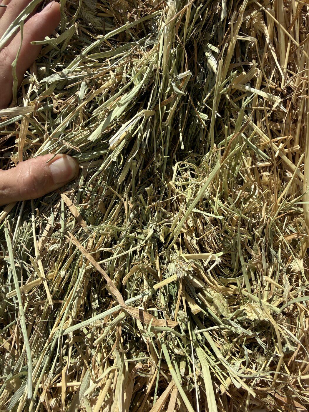 Vetch Hay, Farm Direct
