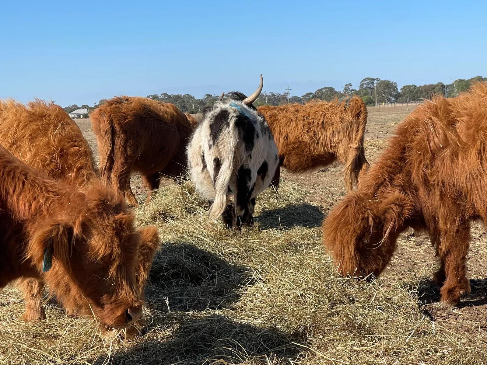 A herd of Highland cattle tucking into a fresh round of hay under a clear blue sky