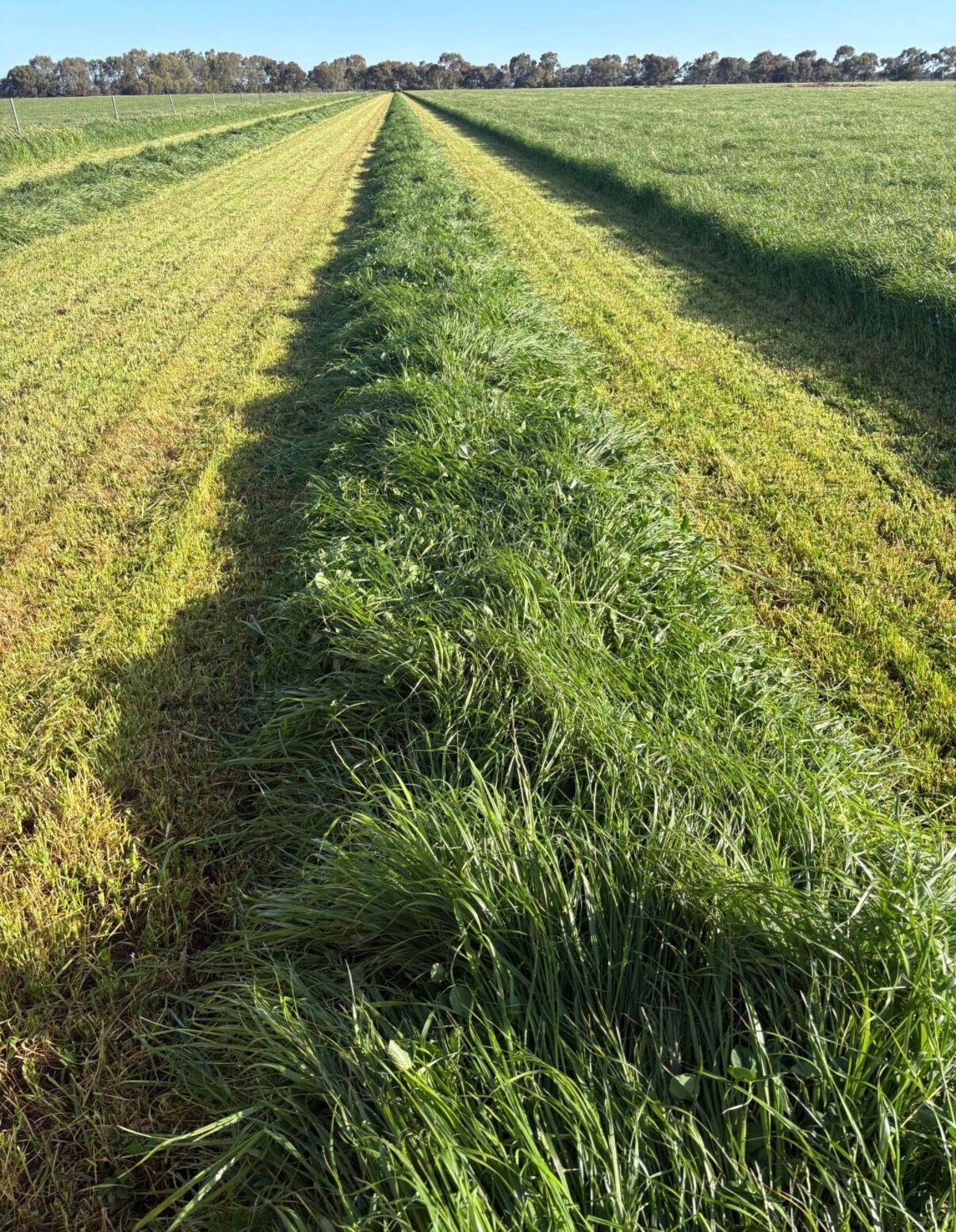 Freshly cut hay laid out in windrows across a green paddock, ready to bale