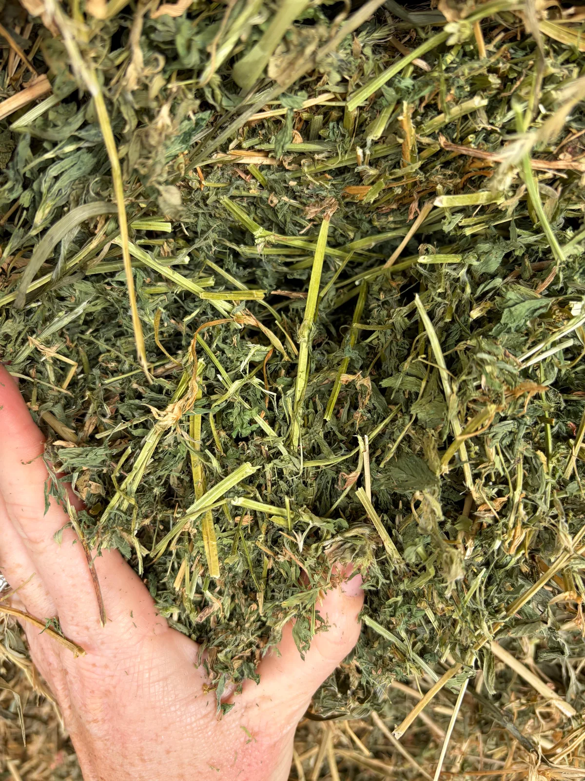 3rd Cut Lucerne Small Squares, Farm Direct